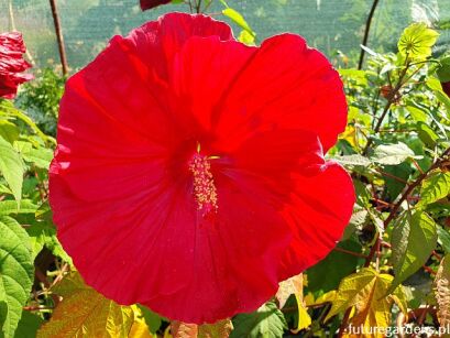 Hibiscus bylinowy XXL odmiana MY VALENTINE Ketmia /C5 *K14