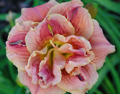 Liliowiec PINK PEONY Hemerocalis hybrida /C2