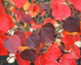 Judaszowiec kanadyjski RED FORCE® (‘Minrouge3’) Cercis canadensis C4/1-1,2m *K8