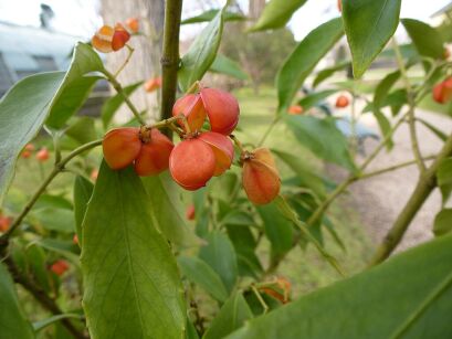 Trzmielina złotopąkowa Euonymus myrianthus C3/80-100cm *K14w10