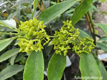 Trzmielina złotopąkowa Euonymus myrianthus C3/80-100cm *K14w10