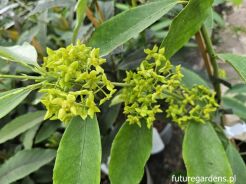 Trzmielina złotopąkowa Euonymus myrianthus C3/80-100cm *K14w10