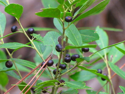 Vaccinium arboreum Drzewo borówkowe, Borówka drzewiasta/P9 *10