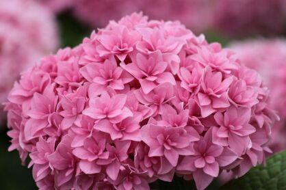 Hortensja ogrodowa z serii You & Me PERFECTION®  hydrangea macrophylla   