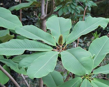 Magnolia rostrata C2/60cm