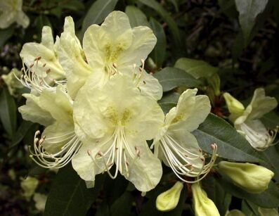 Rhododendron lutescens C5/60cm