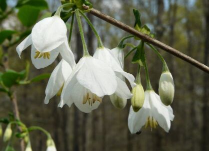 Ośnieża górska VARIEGATA Halesia monticola C3/40-60cm *K8