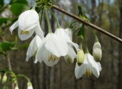 Ośnieża górska VARIEGATA Halesia monticola C3/40-60cm *K8