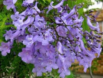 Jakaranda mimozolistna Jacaranda mimosifolia syn. Jacaranda acutifolia C3/80cm *T43