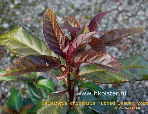 Helwingia BROAD LEAVED FORM H. chinensis /P9 *37T