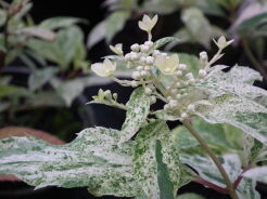 Hortensja bukietowa SUMMER SNOW  Hydrangea paniculata  