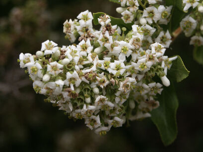 Eskallonia resinosa P11/30-40cm *K15w5