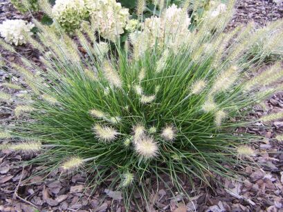 Piórkówka karłowa LITTLE HONEY Pennisetum alopecuroides Rozplenica japońska /C2