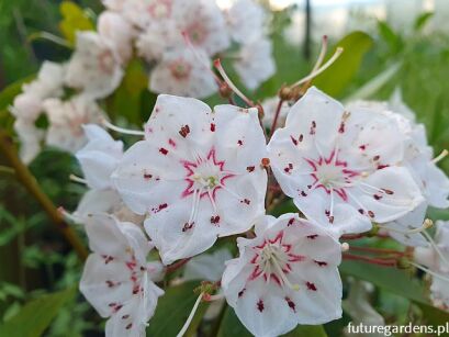 Kalmia szerokolistna ZEBULON Kalmia latifolia C4/40cm *P26