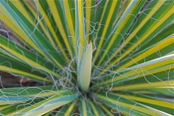 Yucca Filamentosa BRIGHT EDGE Juka /C5 *T1