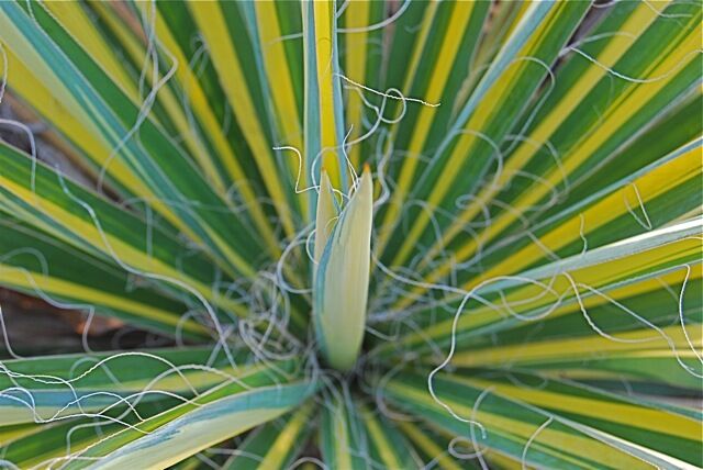 Yucca Filamentosa BRIGHT EDGE Juka /C5 *K16