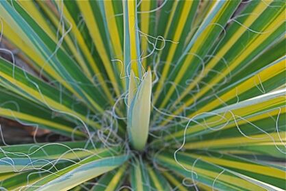 Yucca Filamentosa BRIGHT EDGE Juka /C12 *22T