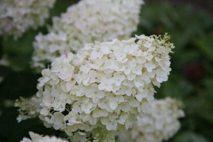 Hortensja wiechowata RASTEDE Hydrangea paniculata 