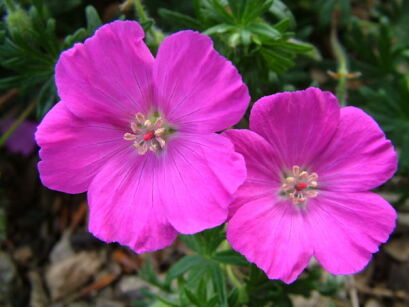 Bodziszek czerwony Geranium sanguineum /P9