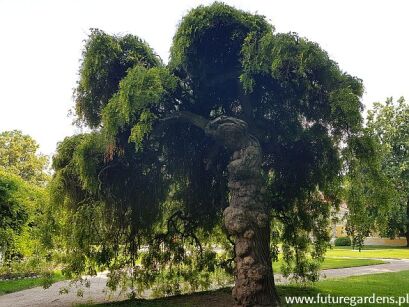 Sofora japońska PENDULA Styphnolobium japonica Perełkowiec C10/1,2-1,6m *6