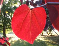 Judaszowiec kanadyjski MERLOT Cercis canadensis C12/1,5-1,8m *K6
