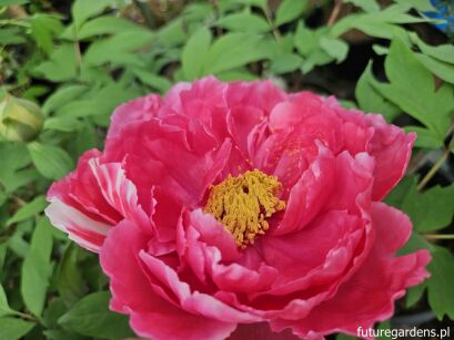 Piwonia drzewiasta SHIMA NISHIKI Paeonia suffruticosa C4/20cm *K14