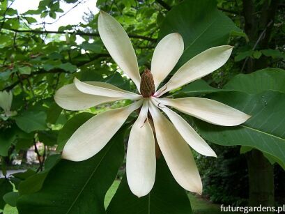Magnolia szerokolistna Magnolia hypoleuca syn. M.obovata C2/40cm *10