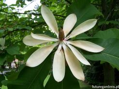 Magnolia szerokolistna Magnolia hypoleuca syn. M.obovata C12/60-100cm *TP