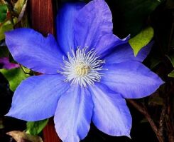 Clematis LADY BETTY BALFOUR  Powojnik /C2 *T66