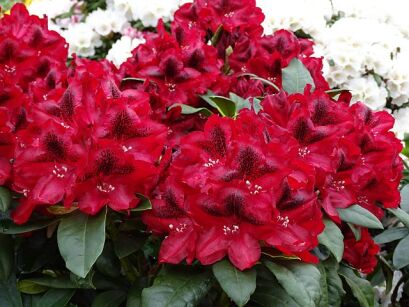 Rhododendron EDITH HACHMANN® Różanecznik wielkokwiatowy C7,5/40-50cm *K12