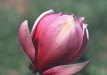 Magnolia MARCH TILL FROST C7/80-100cm *TL