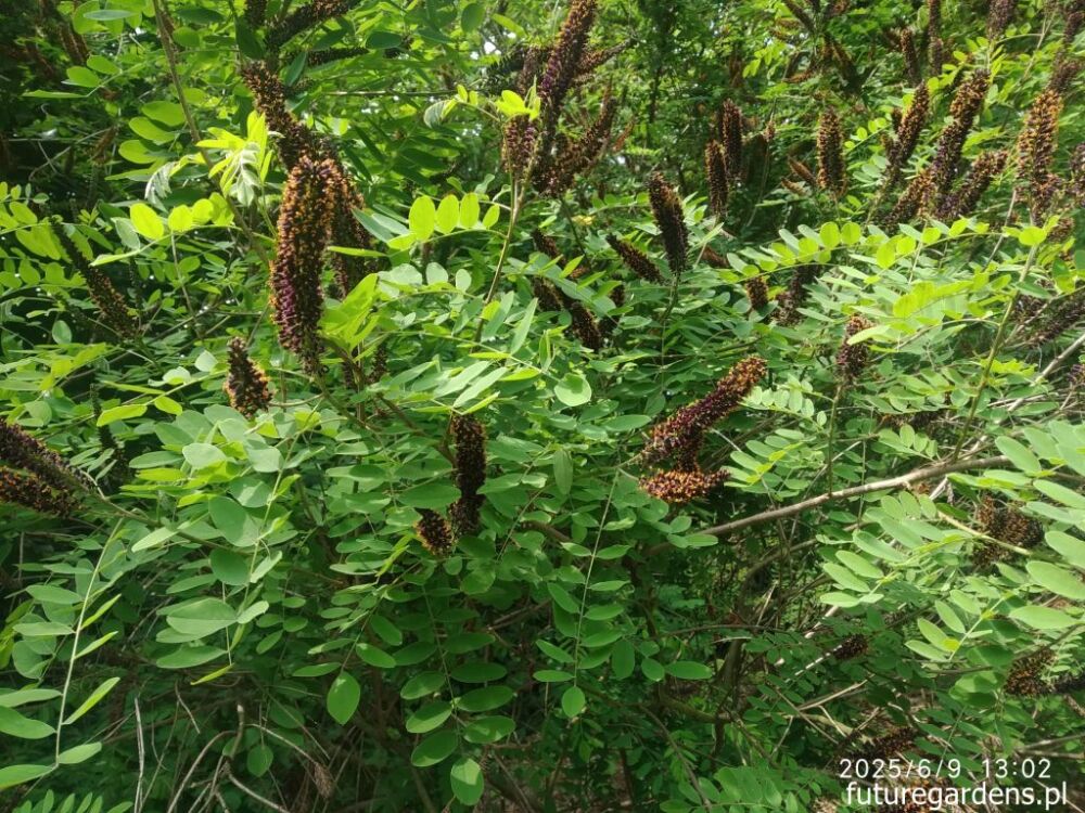 Amorfa krzewiasta zw. Indygowiec Amorpha fruticosa C2/60-100cm *P26