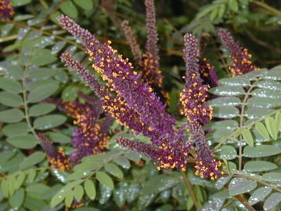 Amorfa krzewiasta zw. Indygowiec Amorpha fruticosa C2/80-100cm *P26