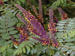 Amorfa krzewiasta zw. Indygowiec Amorpha fruticosa C2/80-100cm *P26