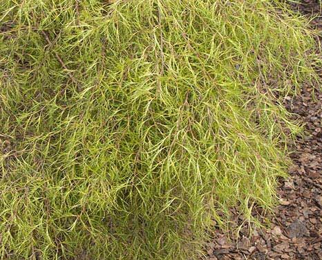Brzoza karłowa KARACA Betula pendula C3/70-80cm *K6
