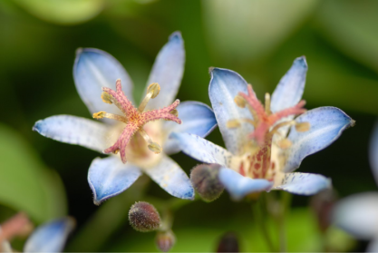 Tricyrtis formosana Hiki Yuri Trójsklepka owłosiona Orchidea ogrodowa /P11