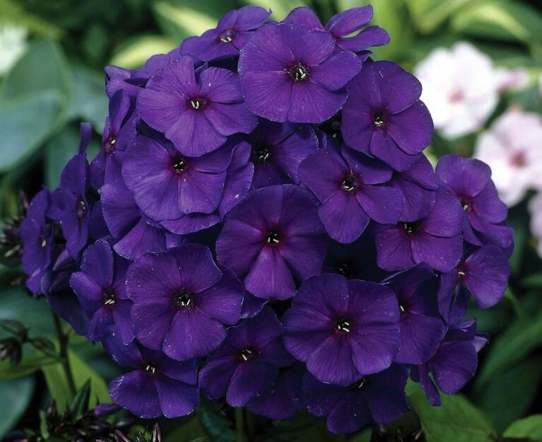 Płomyk wiechowaty NICKY Phlox paniculata Floks /C1,5