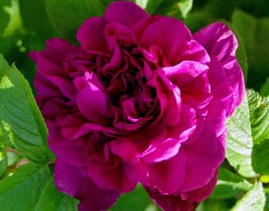 Róża HANSA Hybrid rugosa /C2