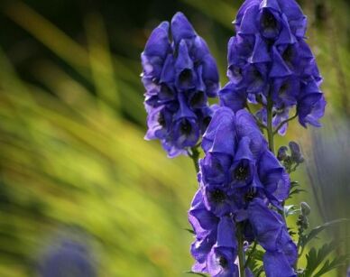 Tojad Fischera Aconitum fischeri syn.A. carmichaelii /P11 *K16