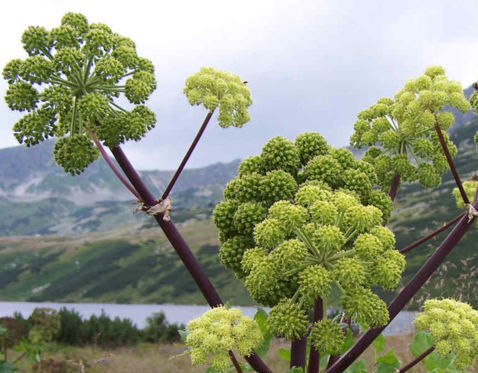 Angelica archangelica Dzięgiel litwor in.Arcydzięgiel lekarski /P9 *K7