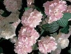 Kalina japońska ROSACE na PNIU Viburnum plicatum Pink Sensation C12/Pa100-120cm
