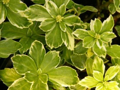 Runianka japońska SILVER EDGE  Pachysandra terminalis