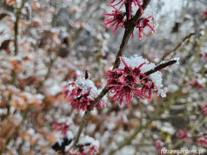 Oczar wiosenny AMETHYST Hamamelis vernalis C3/30-50cm *K8