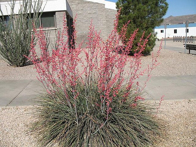 Hesperaloe parviflora RUBRA  in. Aloe yuccaefolia Yucca parviflora /C5 *K14W7