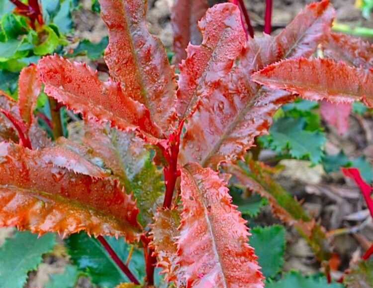 Głogownik czekoladowy CRUNCHY® 'Rev100' Photinia serratifolia C2/50cm