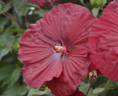 Hibiscus wielkokwiatowy VINTAGE WINE Ketmia /C5 *T52