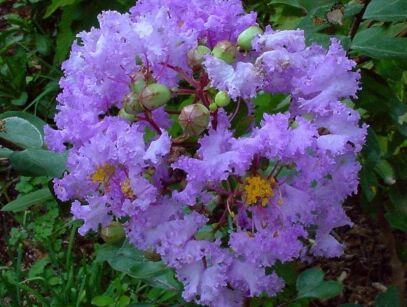 Lagerstroemia indica CORDON BLEU Bez południa C3/20-30cm