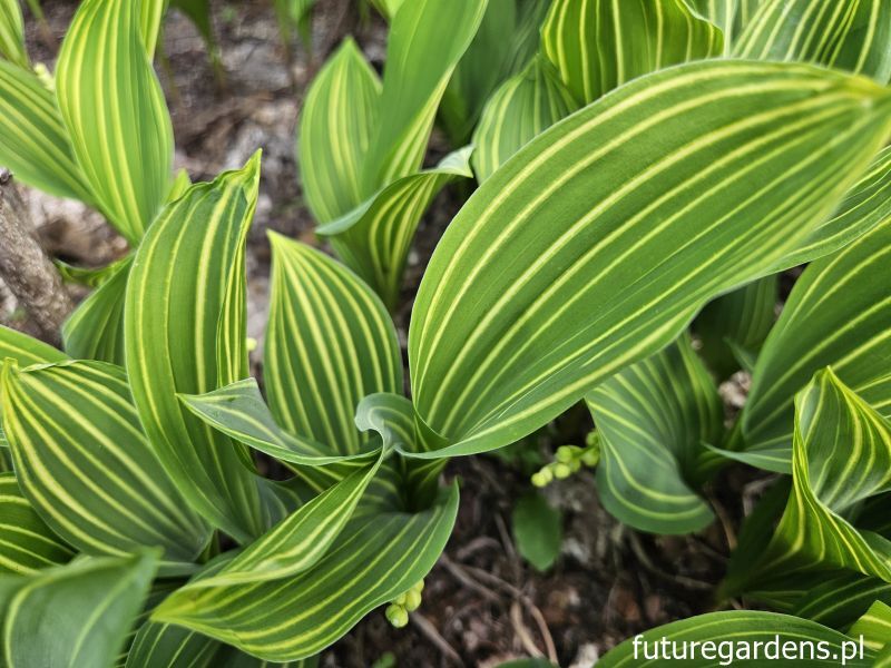 Konwalia ALBOSTRIATA Convallaria majalis /P9