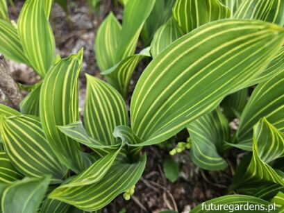 Konwalia ALBOSTRIATA Convallaria majalis /P9