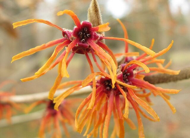 Oczar pośredni HARRY  Hamamelis x intermedia C2/60cm